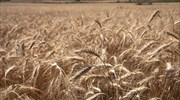 Ουκρανία: Πόσο αναμένεται να μειωθούν οι εξαγωγές σιταριού