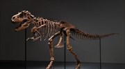Σκελετός δεινοσαύρου πωλήθηκε έναντι 6,1 εκατομμυρίων δολαρίων σε δημοπρασία