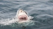 Μεγάλος λευκός καρχαρίας πέφτει θύμα «συμμορίας» από όρκες (βίντεο)