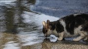 Καταφύγια αδέσποτων ζώων στον Δήμο Μοσχάτου-Ταύρου