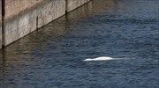 Γαλλία: Θα γίνει προσπάθεια να μεταφερθεί η φάλαινα μπελούγκα 