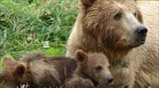 Καστοριά: Βόλτα στην πόλη για μία αρκούδα με τα δύο μωρά της 