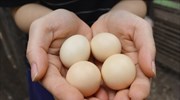 Κίνα: Γιατί οι τιμές των αυγών πήραν την ανιούσα εν μέσω καύσωνα