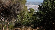 Βαρκελώνη: Προς θανάτωση οι αγριόχοιροι που περιφέρονται σε δρόμους και πάρκα