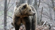 Φλώρινα: Τρεις αρκούδες νεκρές από πυροβολισμούς μέσα σε έναν μήνα