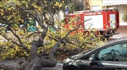 Ηράκλειο: Εισαγγελική παρέμβαση για τον θάνατο οδηγού που καταπλάκωσε δέντρο