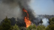 Πυρκαγιά στα Συκά Υπάτης - Στη μάχη με τις φλόγες επίγειες και εναέριες δυνάμεις
