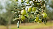 Χαλκιδική: Ικανοποιητική αναμένεται η φετινή παραγωγή πράσινης ελιάς