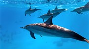 Τα αρσενικά δελφίνια συνεργάζονται για να βρουν ερωτικό σύντροφο