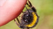ΗΠΑ: Σε κώμα νεαρός που τσιμπήθηκε 20.000 φορές από μέλισσες-δολοφόνους