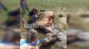 Κέρκυρα: Άλογο πέθανε υποφέροντας δεμένο κάτω από τον ήλιο