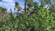 Ζαγορά Μαγνησίας: Εντοπίστηκε φυτεία κάνναβης με 2.440 δενδρύλλια