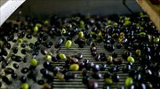 Χαλκιδική: Μετ’ εμποδίων η συγκομιδή επιτραπέζιας ελιάς - Καλύτερες τιμές ζητούν οι ελαιοπαραγωγοί