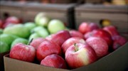 Αγρότες: Γιατί οι έμποροι «γυρνούν την πλάτη» στους μηλοπαραγωγούς της Β. Ελλάδας