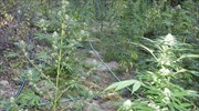 Κοζάνη: Φυτεία με εκατοντάδες δενδρύλλια κάνναβης σε δύσβατη περιοχή