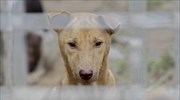 Ο δήμος Χαλανδρίου δημιουργεί Δημοτολόγιο για τα δεσποζόμενα ζώα και προσφέρει 200 δωρεάν μικροτσίπ