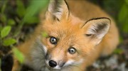 Την Τρίτη ξεκινά ο εμβολιασμός των κόκκινων αλεπούδων κατά της λύσσας στην Κεντρική Μακεδονία