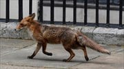 Άγρια κακοποίηση ζώου στην Καστοριά - Ακρωτηρίασαν νεαρή αλεπού