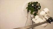 Το φυτό με το ρομποτικό χέρι - Και μια ματσέτα