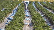 Mε επιδοτήσεις έως 75% η 1η Προκήρυξη του Καθεστώτος «Αγροδιατροφή-Πρωτογενής Παραγωγή & Μεταποίηση Γεωργικών Προϊόντων»