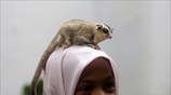 Pet show στην Ινδονησία