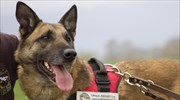 «Συνταξιούχος» πια ο διάσημος Κούκι, ο πρώτος σκύλος ανιχνευτής δηλητηριασμένων δολωμάτων