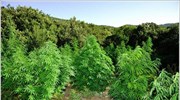 Εντοπίστηκε μεγάλη χασισοφυτεία στην Πάρνηθα