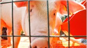 ΑΠΘ: Κανένας κίνδυνος από την κατανάλωση χοιρινού κρέατος
