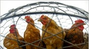 Κουβέιτ: «Μπλόκο» σε εισαγωγές πουλερικών από Γαλλία - Καναδά