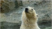 ΗΠΑ: Βήματα για την προστασία της πολικής αρκούδας