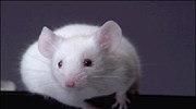 Γενετική συγγένεια με το ποντίκι