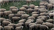 Λήψη μέτρων για τον κλάδο της κτηνοτροφίας ζητεί η Ευρωβουλή