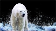 Πολική αρκούδα: «απειλούμενη» ή «είδος προς εξαφάνιση»;