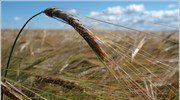 USDA: Φόβοι για δραστική μείωση των αποθεμάτων σιτηρών