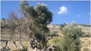 Οι ελαιώνες της Κρήτης γίνονται... έκθεμα