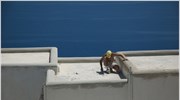 «Ενοικιαζόμενα δωμάτια» σε έκθεση στο Μοναστηράκι