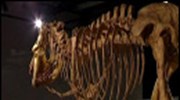 Στοιχεία για ύπαρξη τυραννόσαυρων Rex στην Αυστραλία