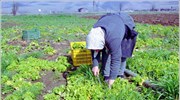 Προϋποθέσεις για τη συνταξιοδότηση της αγρότισσας θέτει το ΣτΕ