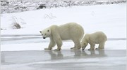 Αρκτική: Πυρά εναντίον του BBC για το "Frozen Planet"