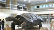 Κυριακάτικη βόλτα στο Μουσείο Παλαιοντολογίας και Γεωλογίας