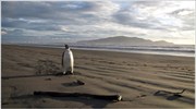 Ν. Ζηλανδία: O Happy Feet επιστρέφει στο σπίτι του