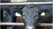 Ιαπωνία: Μολυσμένα βοοειδή και εκτός Φουκουσίμα