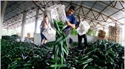 Ε.coli: Πρόταση Κομισιόν για αρωγή 150 εκατ. ευρώ στους πληγέντες παραγωγούς