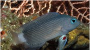 Μπαλί: Ανακάλυψαν εννέα νέα (;) θαλάσσια είδη