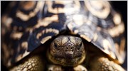 ΗΠΑ: Απειλούμενες χελώνες «καθυστερούν» την κατασκευή ηλιακού πάρκου
