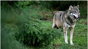 ΗΠΑ: Αφαίρεσαν το λύκο από τον κατάλογο απειλούμενων ειδών