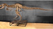 Ανακαλύφθηκε δεινόσαυρος εφάμιλλος του Τυραννόσαυρου Ρεξ