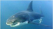 Καρχαρίες με ενσωματωμένο το... GPS της Φύσης