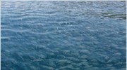 Επ. Αντ.: Πρόστιμο 680.000 ευρώ στις επιχειρήσεις ιχθυοκαλλιέργειας