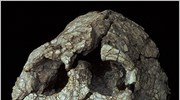 Η πρόγονος του ανθρώπου «Λούσι» περπατούσε όρθια πριν από 3,2 εκατ. χρόνια